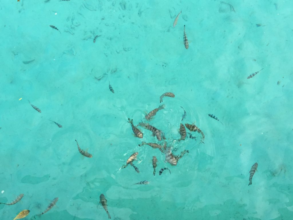 Fish in the South Pacific
