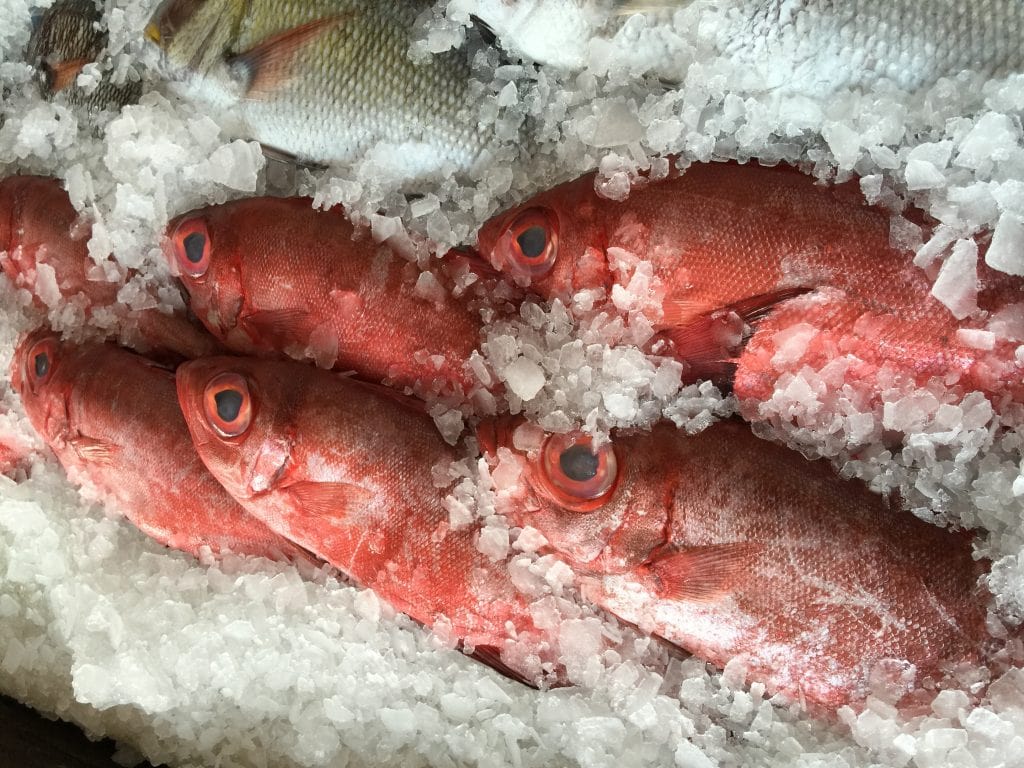Fish on ice