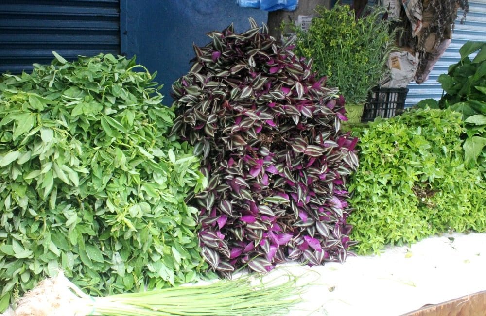 Herbs from Southern Mexico 