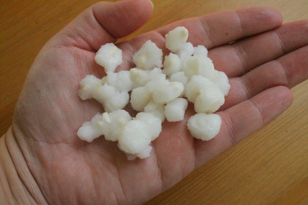 A picture of a hand holding hominy.