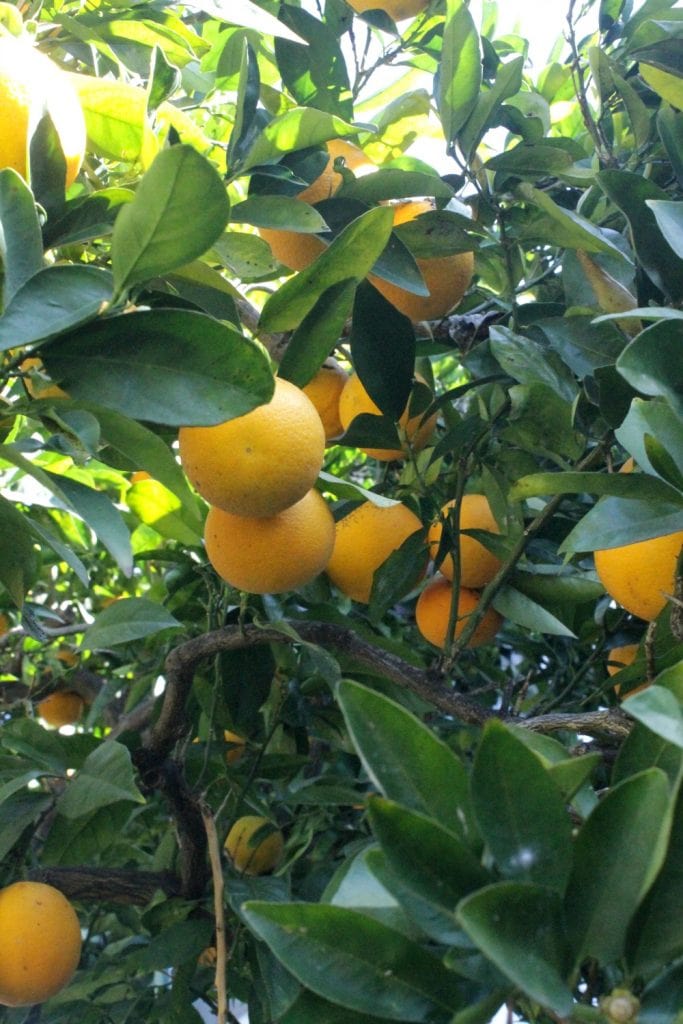 Orange tree with oranges ready for picking.