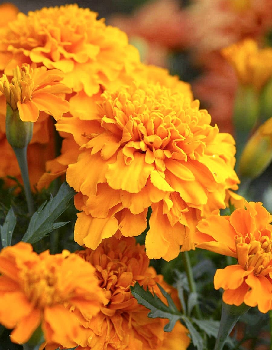A closeup of a marigold in a field of marigold flowers.
