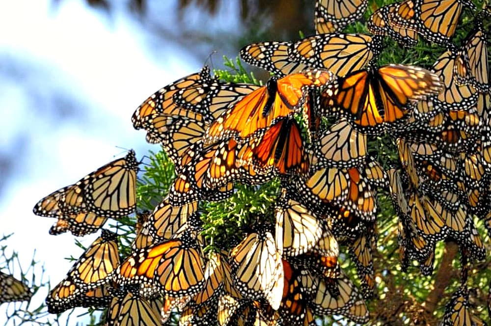A large group of Monrach butterflies gathered together. 