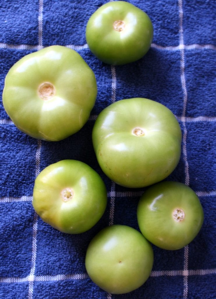 Tomatillos (or green tomatoes) on a blue towel