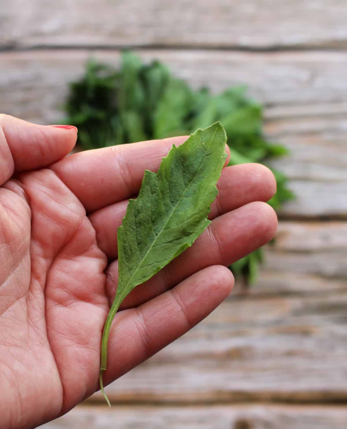 A hand holding a fresh, green epazote leaf.