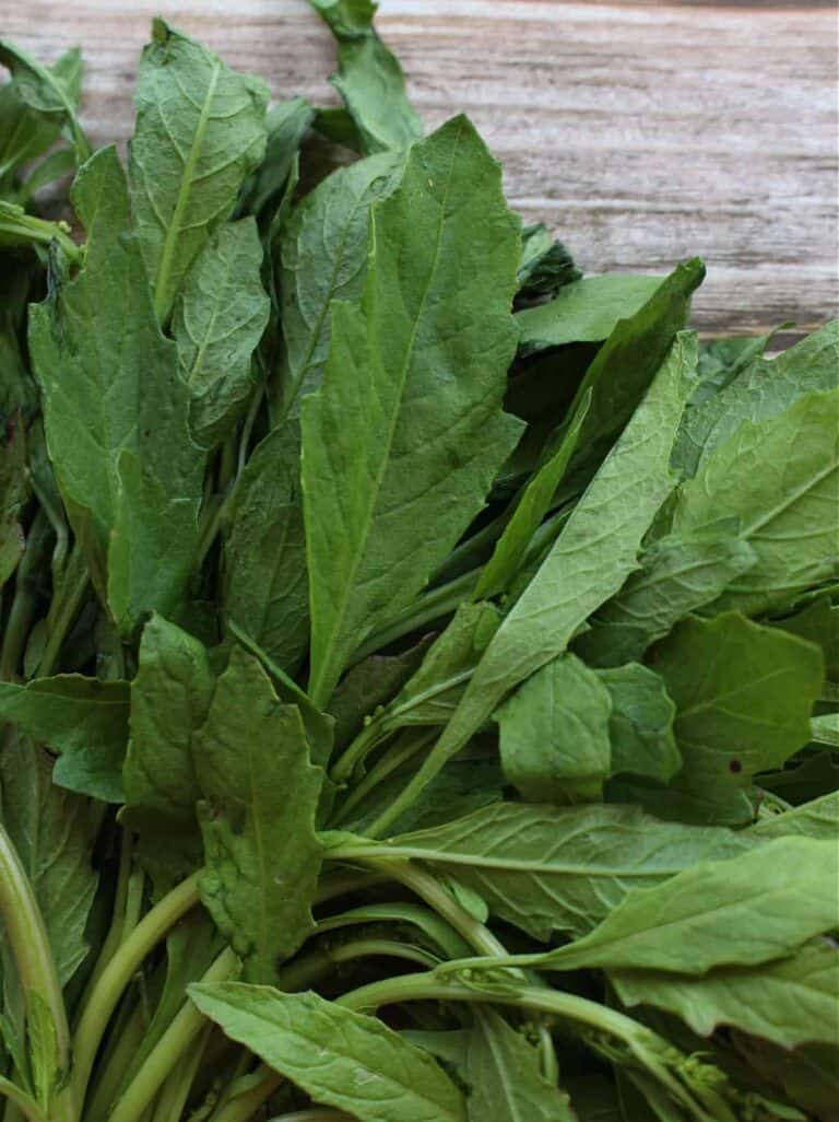 Epazote Mamá Maggie's Kitchen